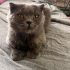 ACİL MASUM USLU BRITISH KEDİ DUMAN ÜCRETSİZ SAHİPLENDİRME fotoğraf