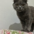 ACİL MASUM USLU BRITISH KEDİ DUMAN ÜCRETSİZ SAHİPLENDİRME fotoğraf