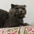 ACİL MASUM USLU BRITISH KEDİ DUMAN ÜCRETSİZ SAHİPLENDİRME fotoğraf