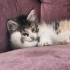 Miniğimize acilll yuva fotoğraf