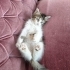 Miniğimize acilll yuva fotoğraf