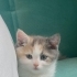 pamuk yuva arıyor fotoğraf