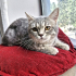 0534 216 08 72 SILVERBRITISH KISIR 6AYLIK ÇİPLİ, BALGÖZLÜ KIZIM GÖLGE fotoğraf