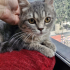 0534 216 08 72 SILVERBRITISH KISIR 6AYLIK ÇİPLİ, BALGÖZLÜ KIZIM GÖLGE fotoğraf