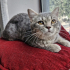0534 216 08 72 SILVERBRITISH KISIR 6AYLIK ÇİPLİ, BALGÖZLÜ KIZIM GÖLGE fotoğraf