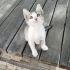 YUMİ GEÇİCİ YADA KALICI YUVASINI ARIYOR fotoğraf