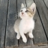 YUMİ GEÇİCİ YADA KALICI YUVASINI ARIYOR fotoğraf
