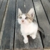 YUMİ GEÇİCİ YADA KALICI YUVASINI ARIYOR fotoğraf