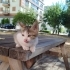 YUMİ GEÇİCİ YADA KALICI YUVASINI ARIYOR fotoğraf