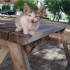 YUMİ GEÇİCİ YADA KALICI YUVASINI ARIYOR fotoğraf