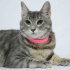 0532 202 91 32 SILVER BRITISH SHORTHAIR-RUSSIAN BLUE MELEZİ KISIR OĞLUM ROMEO fotoğraf