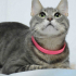 0532 202 91 32 SILVER BRITISH SHORTHAIR-RUSSIAN BLUE MELEZİ KISIR OĞLUM ROMEO fotoğraf