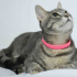 0532 202 91 32 SILVER BRITISH SHORTHAIR-RUSSIAN BLUE MELEZİ KISIR OĞLUM ROMEO fotoğraf