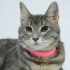 0532 202 91 32 SILVER BRITISH SHORTHAIR-RUSSIAN BLUE MELEZİ KISIR OĞLUM ROMEO fotoğraf