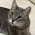 0532 202 91 32 SILVER BRITISH SHORTHAIR-RUSSIAN BLUE MELEZİ KISIR OĞLUM ROMEO fotoğraf