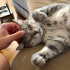 0532 202 91 32 SILVER BRITISH SHORTHAIR-RUSSIAN BLUE MELEZİ KISIR OĞLUM ROMEO fotoğraf