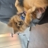 Ücretsiz sahiplendirme fotoğraf