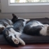 2 aylık üç yavru kedi fotoğraf
