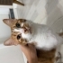 MİNİK & TOSUN’A ÖMÜRLÜK YUVA ARIYORUZ fotoğraf