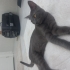 Mochi'ye Ömürlük Yuva Aranıyor fotoğraf