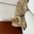 Erkek güzeli paşa fotoğraf