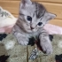 Sevgi Dolu Yuva Arayan Tatlı Kedimizz fotoğraf