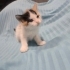 Henüz 1 aylık minik köfteler fotoğraf