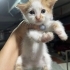 Henüz 1 aylık minik köfteler fotoğraf