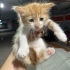 Henüz 1 aylık minik köfteler fotoğraf