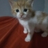 Henüz 1 aylık minik köfteler fotoğraf
