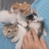 Henüz 1 aylık minik köfteler fotoğraf