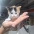 Henüz 1 aylık minik köfteler fotoğraf