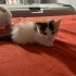 Henüz 1 aylık minik köfteler fotoğraf