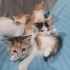 Henüz 1 aylık minik köfteler fotoğraf