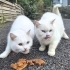 SOKAĞA ATILAN 6 CİNS KEDİYE ACİL YUVA ARIYORUZ BRİTİSH SCOTTİSH fotoğraf