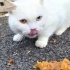 SOKAĞA ATILAN 6 CİNS KEDİYE ACİL YUVA ARIYORUZ BRİTİSH SCOTTİSH fotoğraf
