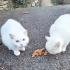 SOKAĞA ATILAN 6 CİNS KEDİYE ACİL YUVA ARIYORUZ BRİTİSH SCOTTİSH fotoğraf
