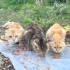 SOKAĞA ATILAN 6 CİNS KEDİYE ACİL YUVA ARIYORUZ BRİTİSH SCOTTİSH fotoğraf