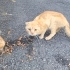 SOKAĞA ATILAN 6 CİNS KEDİYE ACİL YUVA ARIYORUZ BRİTİSH SCOTTİSH fotoğraf