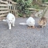 SOKAĞA ATILAN 6 CİNS KEDİYE ACİL YUVA ARIYORUZ BRİTİSH SCOTTİSH fotoğraf