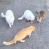 SOKAĞA ATILAN 6 CİNS KEDİYE ACİL YUVA ARIYORUZ BRİTİSH SCOTTİSH fotoğraf