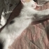 3 aylık ev ortamında büyüyen dişi kedi fotoğraf