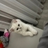 British shorthair fotoğraf