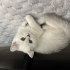 British shorthair fotoğraf
