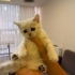 British shorthair fotoğraf