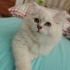 British longhair Erkek 2 aylık fotoğraf