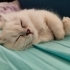 British longhair Erkek 2 aylık fotoğraf