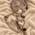 🐾 British Shorthair Melezi Yavrumuza Ömürlük Yuva Arıyoruz fotoğraf