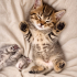 🐾 British Shorthair Melezi Yavrumuza Ömürlük Yuva Arıyoruz fotoğraf