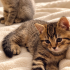 🐾 Melez British Yavru – Yuva Arıyor fotoğraf